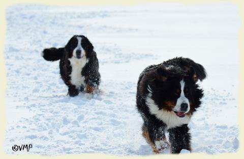 Bouvier Bernois - Bernese Mountain Dog - Prince