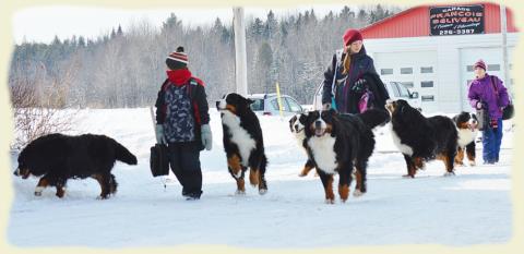 Bouvier Bernois - Bernese Mountain Dog - Prince