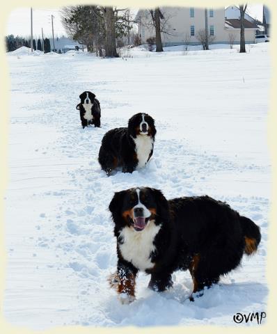 Bouvier Bernois - Bernese Mountain Dog - Prince