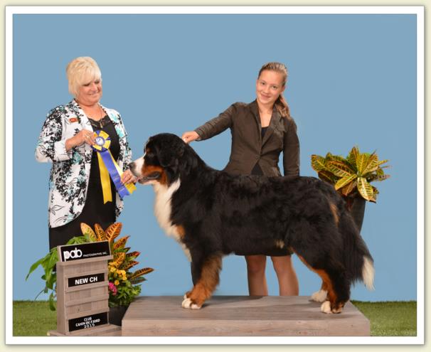 Bouvier Bernois - Bernese Mountain Dog - Prince