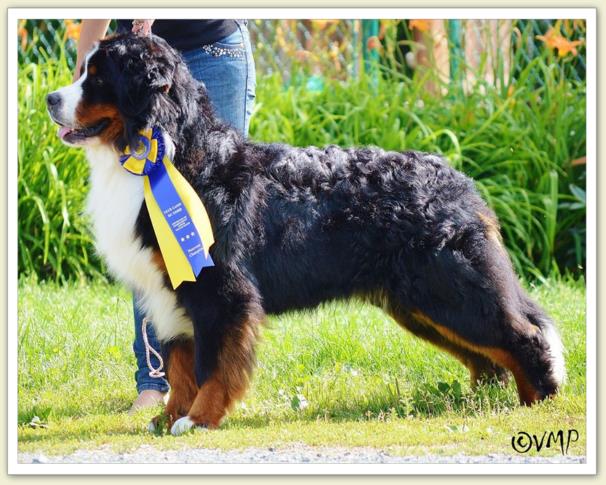 Bouvier Bernois - Bernese Mountain Dog - Prince