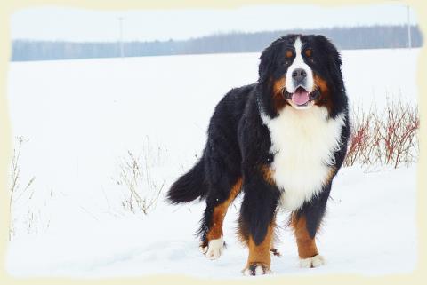 Bouvier Bernois - Bernese Mountain Dog - Prince