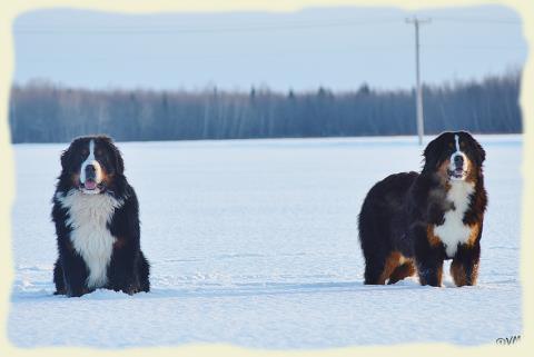 Bouvier Bernois - Bernese Mountain Dog - Prince