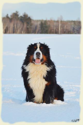 Bouvier Bernois - Bernese Mountain Dog - Prince