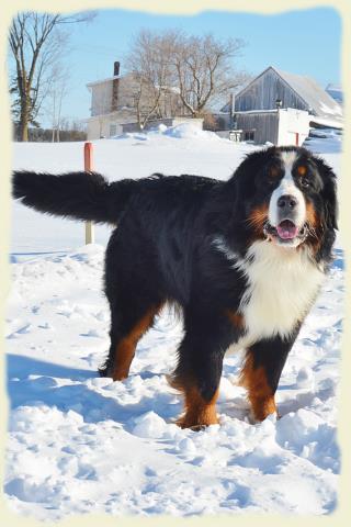 Bouvier Bernois - Bernese Mountain Dog - Prince