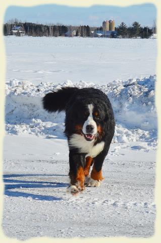 Bouvier Bernois - Bernese Mountain Dog - Prince