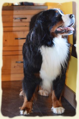 Bouvier Bernois - Bernese Mountain Dog - Prince