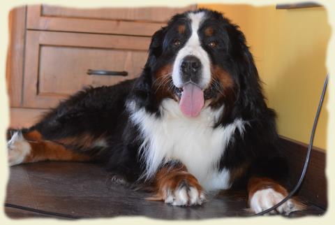 Bouvier Bernois - Bernese Mountain Dog - Prince