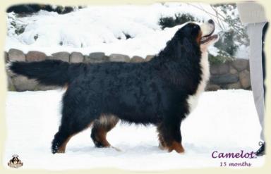 Bouvier Bernois - Bernese Mountain Dog 