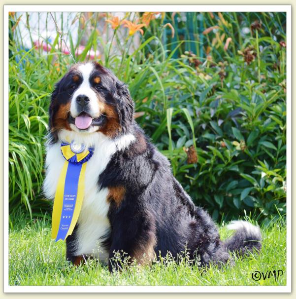 Bouvier Bernois - Bernese Mountain Dog - Prince