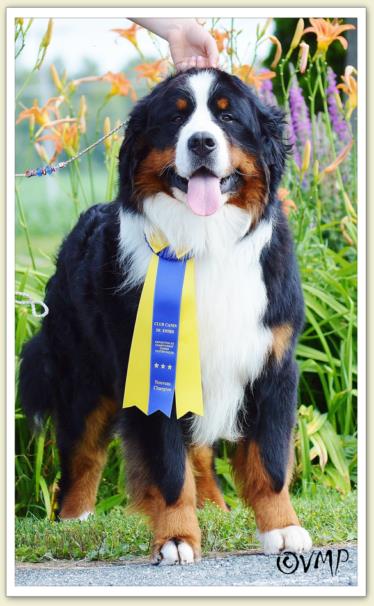 Bouvier Bernois - Bernese Mountain Dog - Prince