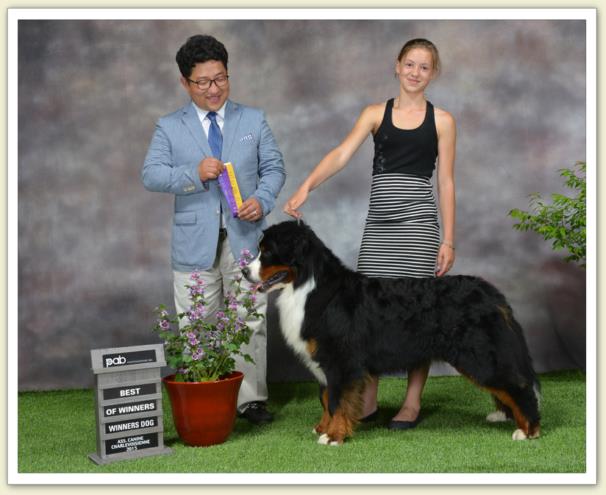 Bouvier Bernois - Bernese Mountain Dog - Prince