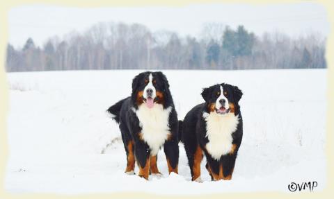 Bouvier Bernois - Bernese Mountain Dog - Prince