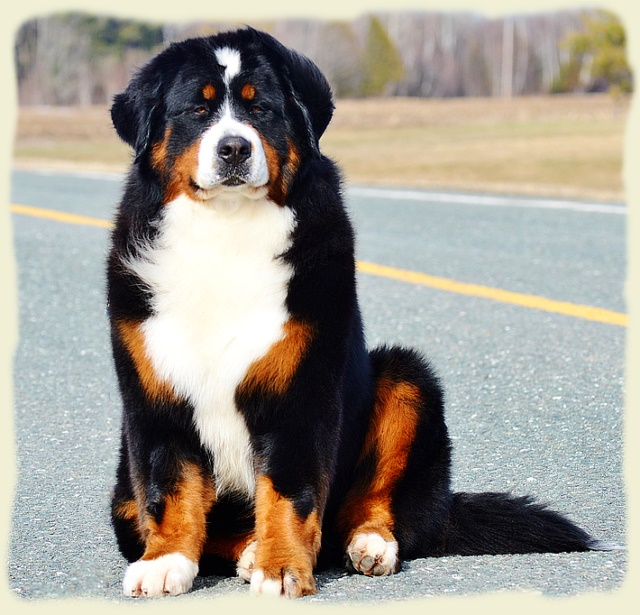 Bouvier Bernois - Bernese Mountain Dog -Prince