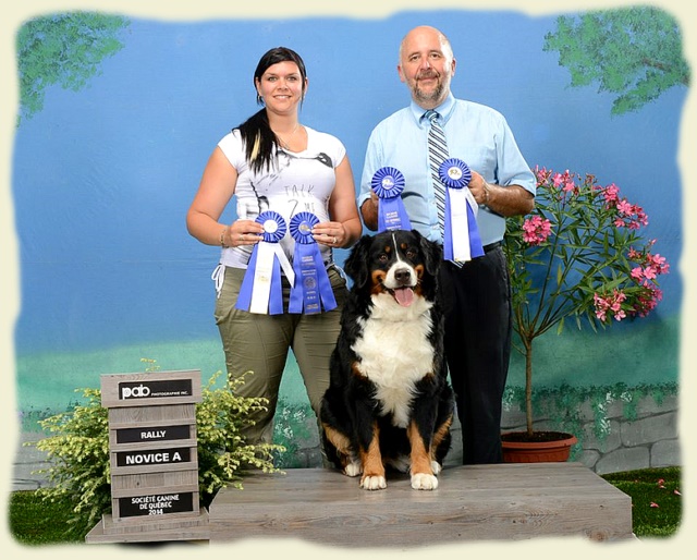 Bouvier Bernois - Bernese Mountain Dog -Prince