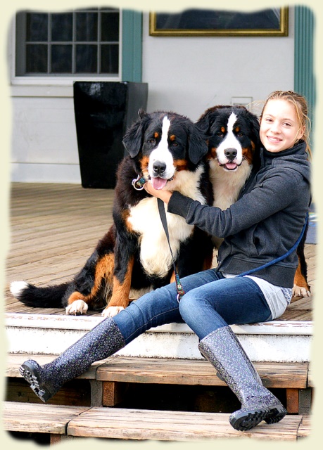 Bouvier Bernois - Bernese Mountain Dog -Prince