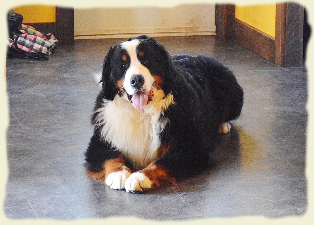 Bouvier Bernois - Bernese Mountain Dog -Prince