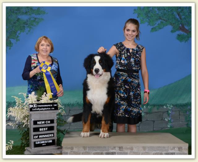 Bouvier Bernois - Bernese Mountain Dog - Prince