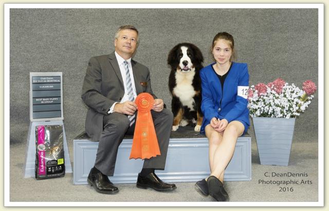 Bouvier Bernois - Bernese Mountain Dog - Prince