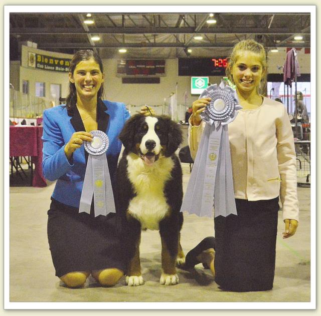 Bouvier Bernois - Bernese Mountain Dog - Prince