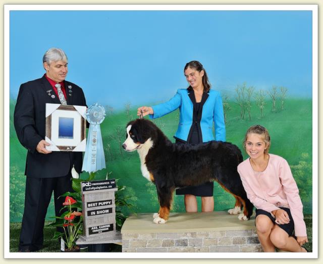 Bouvier Bernois - Bernese Mountain Dog - Prince