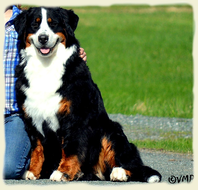 Bouvier Bernois - Bernese Mountain Dog -Prince