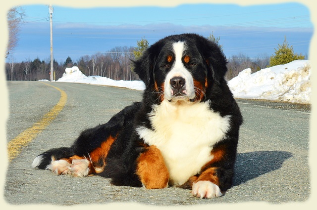 Bouvier Bernois - Bernese Mountain Dog -Prince