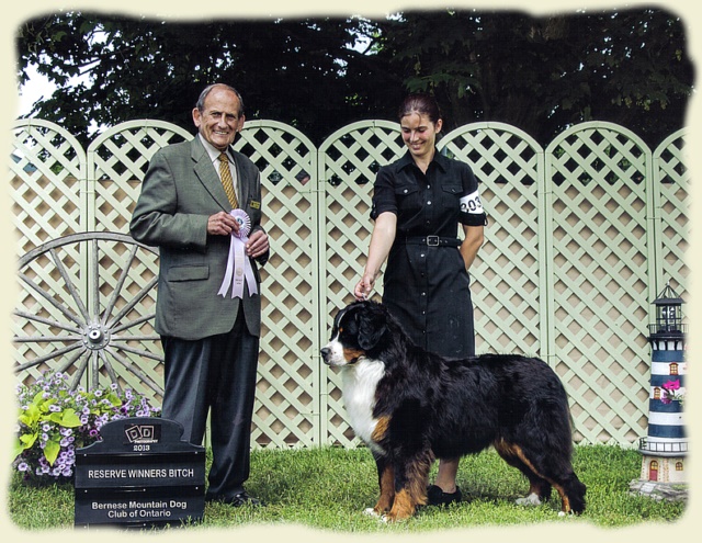 Bouvier Bernois - Bernese Mountain Dog -Prince