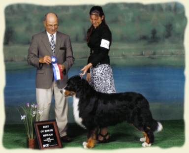 Bernese Mountain Dog - Thruman