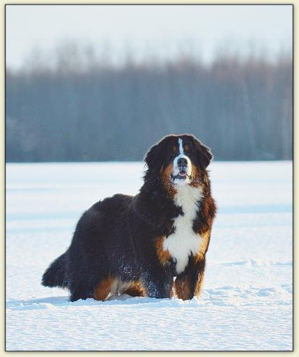 Bouvier Bernois - Bernese Mountain Dog