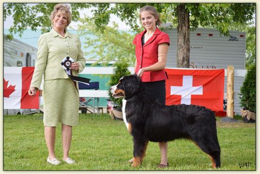 Bouvier Bernois - Bernese Mountain Dog