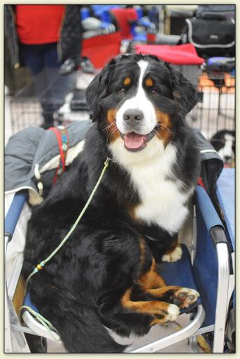 Bouvier Bernois - Bernese Mountain Dog