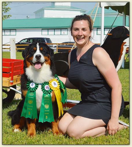 Bouvier Bernois - Bernese Mountain Dog