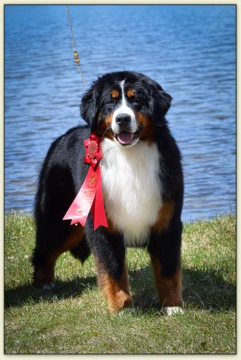 Bouvier Bernois - Bernese Mountain Dog