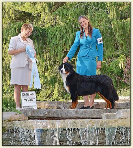 Bouvier Bernois - Bernese Mountain Dog