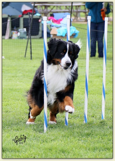 Bouvier Bernois - Bernese Mountain Dog