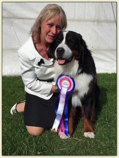 Bouvier Bernois - Bernese Mountain Dog