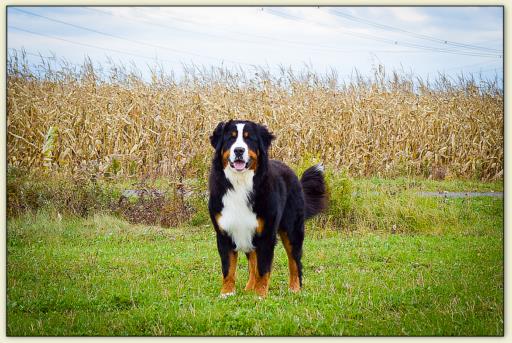 Bouvier Bernois - Bernese Mountain Dog