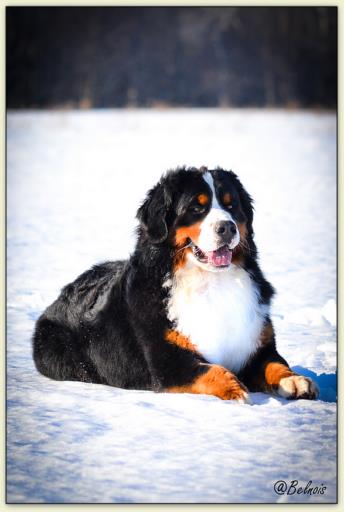 Bouvier Bernois - Bernese Mountain Dog