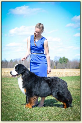 Bouvier Bernois - Bernese Mountain Dog