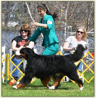 Bouvier Bernois - Bernese Mountain Dog