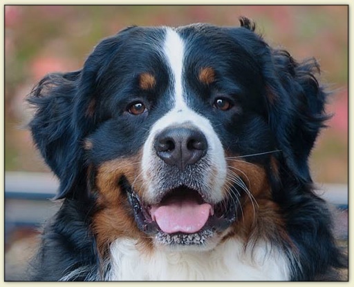 Bouvier Bernois - Bernese Mountain Dog