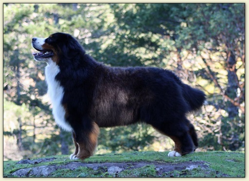 Bouvier Bernois - Bernese Mountain Dog