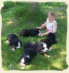 Chiot Bouvier bernois - Bernese mountain dog puppies