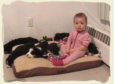 Bouvier Bernois chiots avec enfant - Bernese Mountain Dog puppies with kid