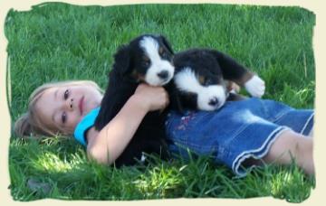 Bouvier Benois chiot avec enfant - Bernese Mountain Dog pups with children