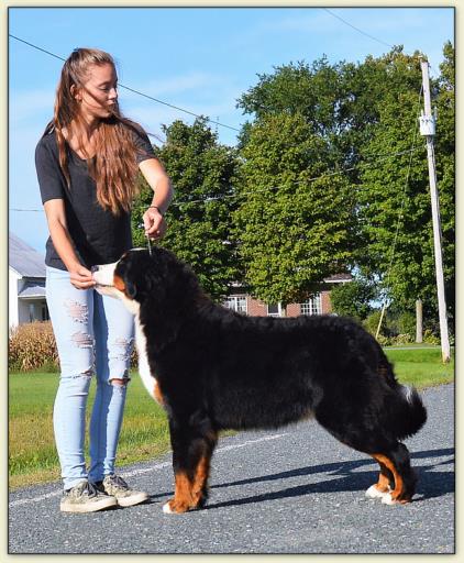 Bouvier Bernois - Bernese Mountain Dog