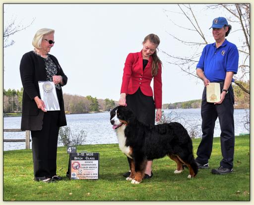 Bouvier Bernois - Bernese Mountain Dog