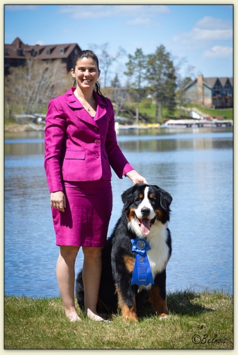 Bouvier Bernois - Bernese Mountain Dog