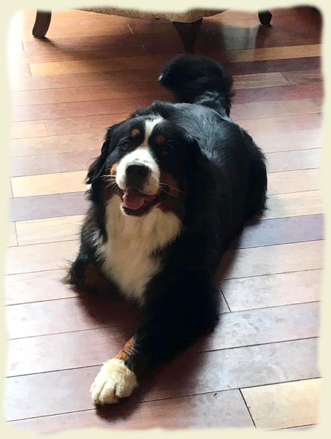 Bouvier Bernois - Bernese Mountain Dog -Prince